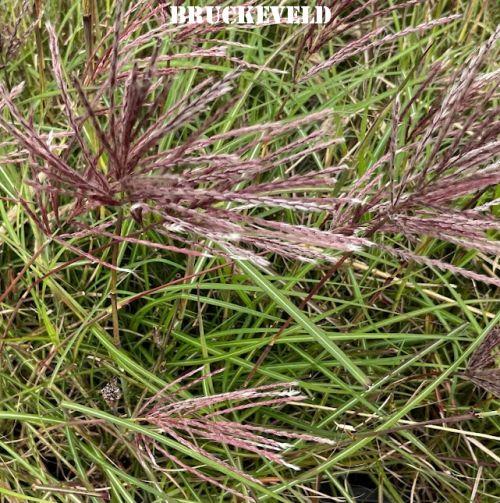 Miscanthus sin. 'Red Chief'