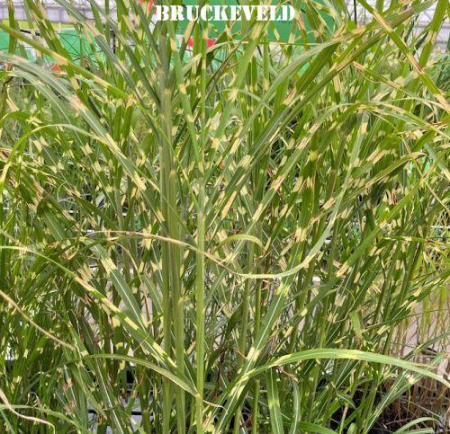 Miscanthus sin. 'Strictus'