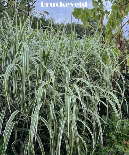 Miscanthus sin. 'Variegatus'