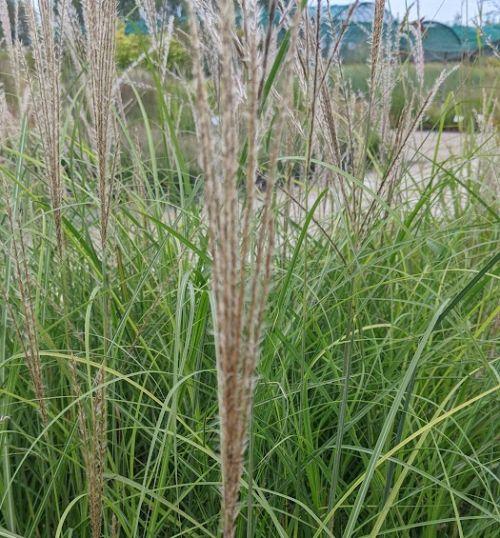 Miscanthus sin. 'Yaku Jima '