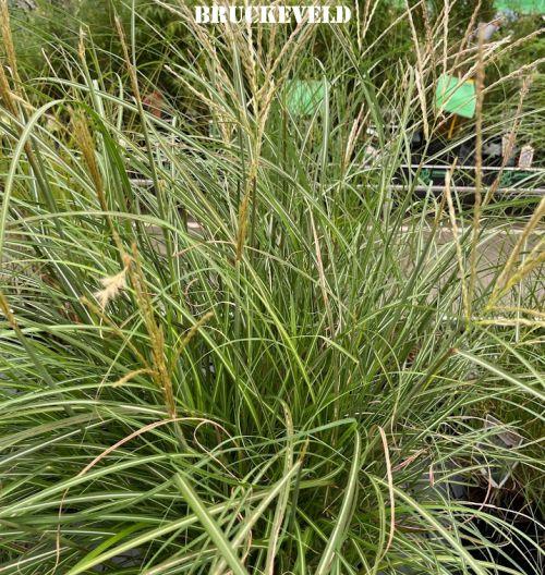 Miscanthus sin. 'Yaku Jima '