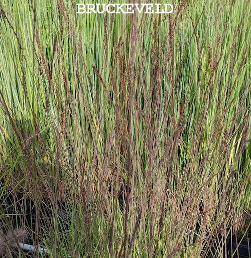 Molinia arundinacea 'Black Arrow'
