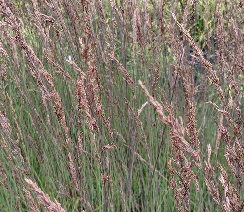 Molinia caerulea 'Edith Dudzuss'