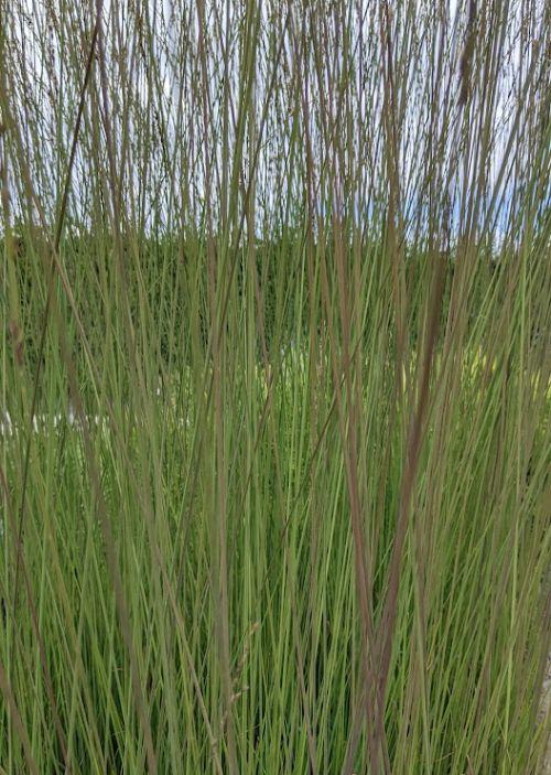 Molinia caerulea 'Heidebraut'