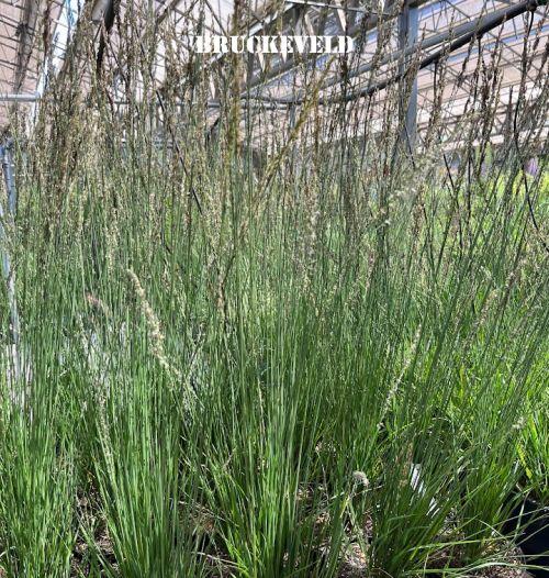 Molinia caerulea 'Heidebraut'