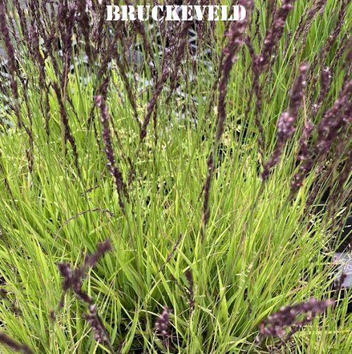 Molinia caerulea 'Heidezwerg'