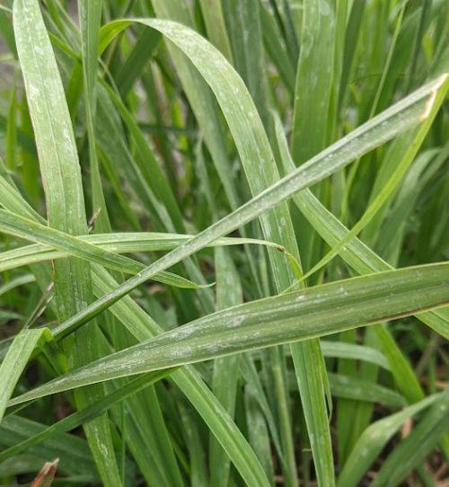 Molinia arundinacea 'Karl Foerster'