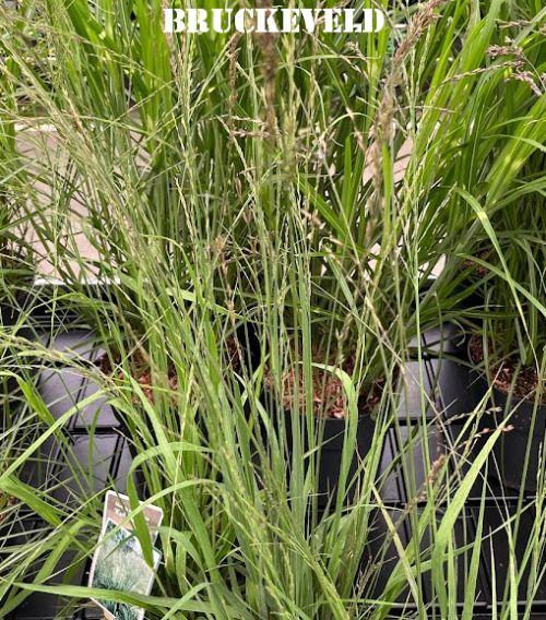 Molinia arundinacea 'Karl Foerster'