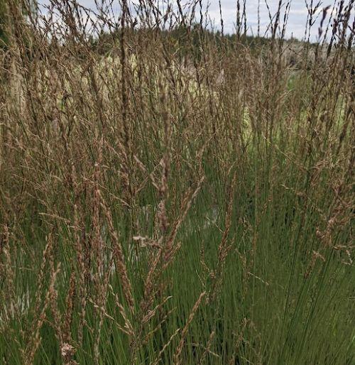Molinia caerulea 'Strahlenquelle'