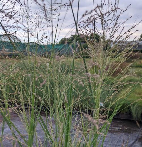 Molinia arundinacea 'Transparent'