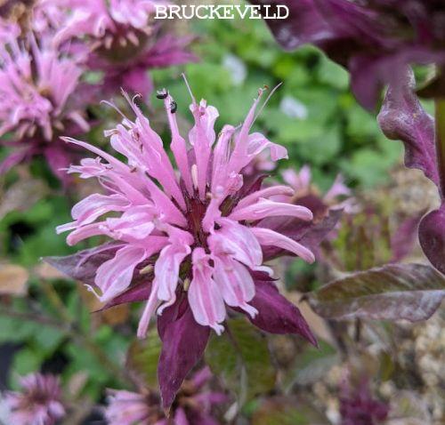 Monarda 'Beauty of Cobham'