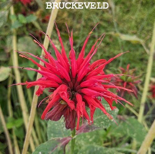 Monarda 'Cambridge Scarlet'