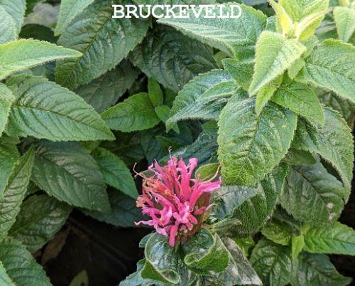 Monarda 'Cranberry Lace' ®