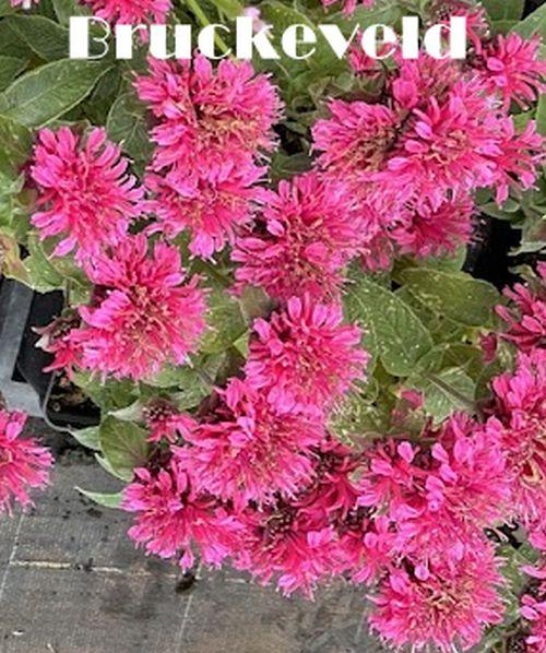 Monarda 'Cranberry Lace' ®