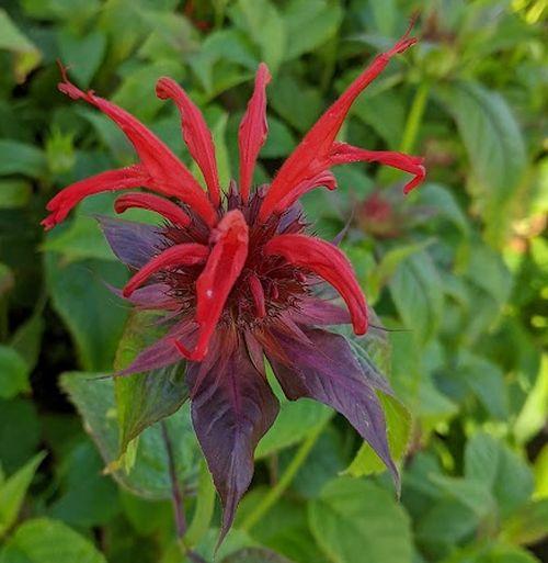 Monarda 'Jacob Cline'