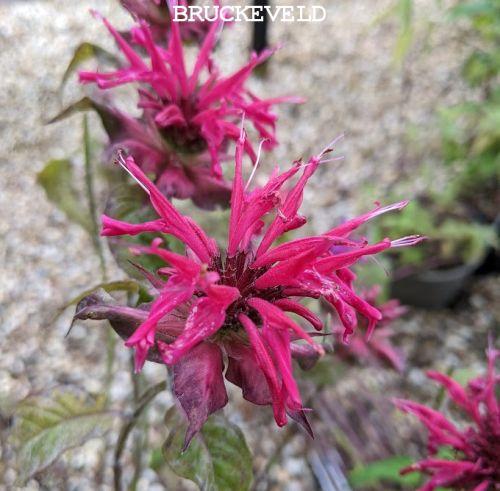 Monarda 'Mahogany'
