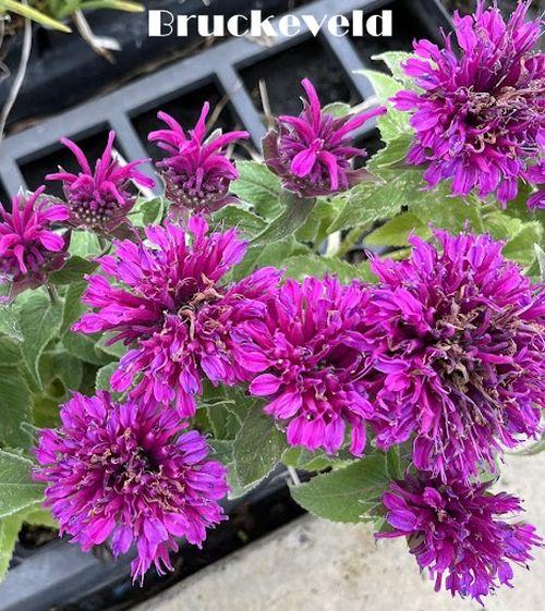 Monarda 'Purple Lace' ®