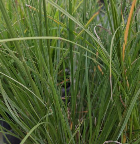 Muhlenbergia reverchonii