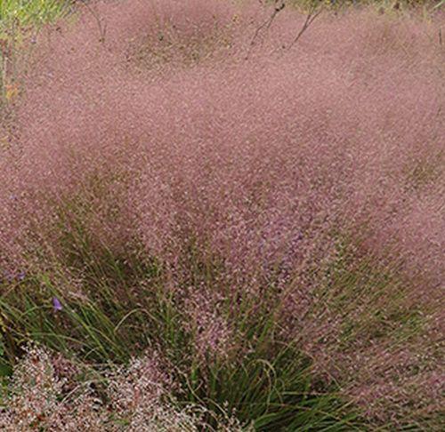 Muhlenbergia reverchonii