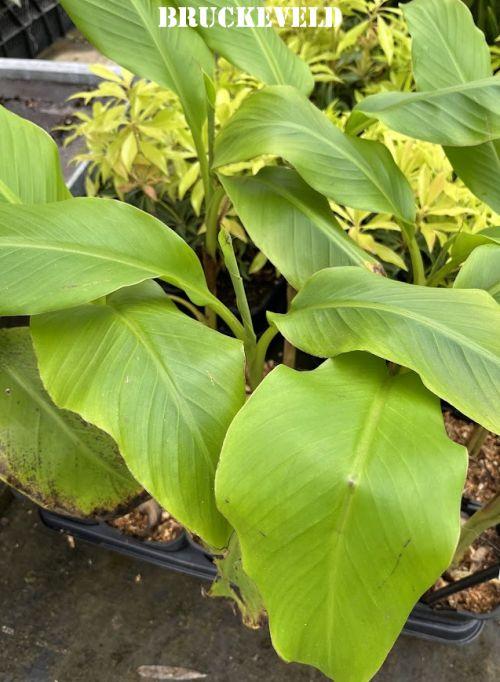 Musa basjoo 'Sakhalin'