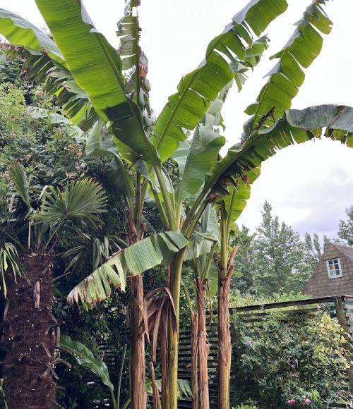 Musa basjoo 'Sakhalin'