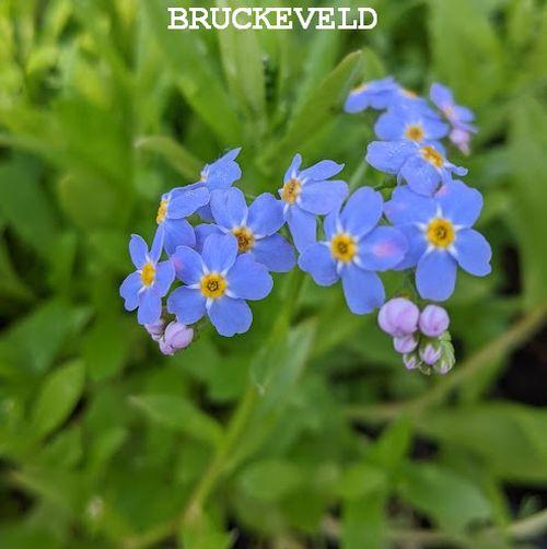 Myosotis palustris (scorpioides)