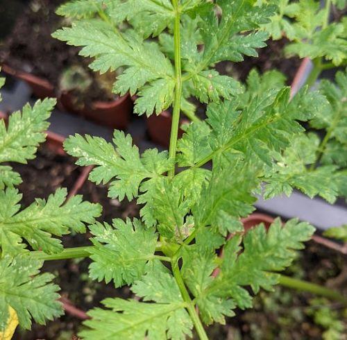 Myrrhis odorata roomse kervel