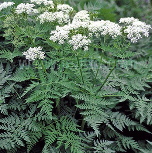 Myrrhis odorata roomse kervel