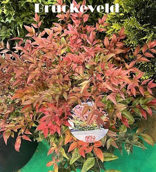 Nandina domestica 'Obsessed' ®  (Seika)