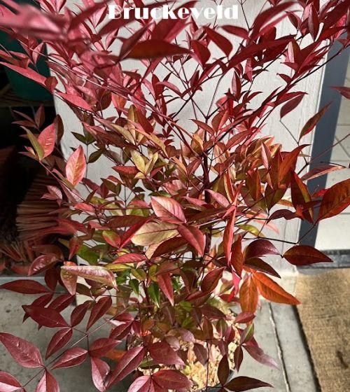 Nandina domestica 'Obsessed' ®  (Seika)