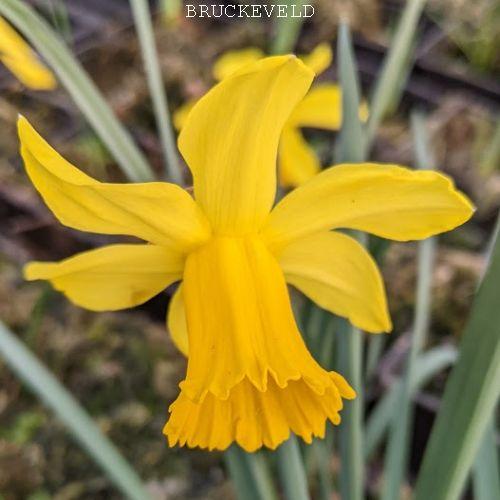 Narcissus  'February Gold' (cyclamineus)