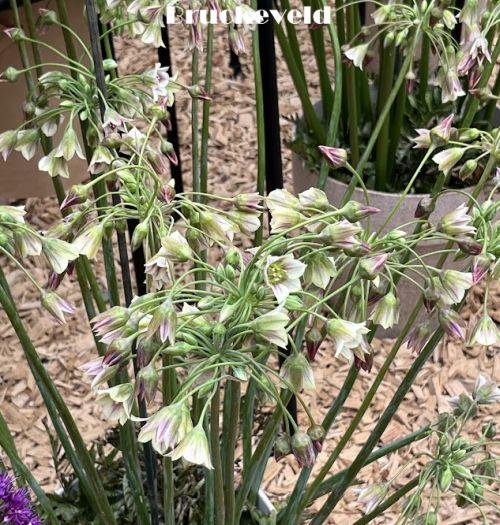 Nectaroscordum sic sbp. bulgaricum (Allium bulgaricum)