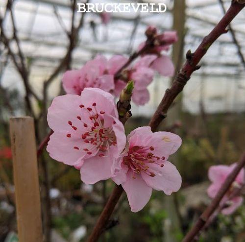 NECTARINE Prunus per.- nuc. 'Flateryna'
