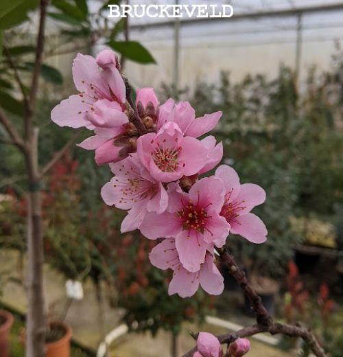 NECTARINE Prunus per.- nuc. 'Flateryna'