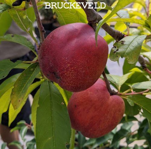 NECTARINE Prunus per.- nuc. 'Flateryna'