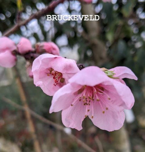 NECTARINE Prunus per.- nuc.'Madame Blanchet'