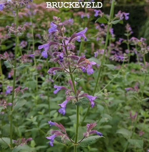 Nepeta grandiflora 'Bramdean'