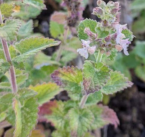 Nepeta cataria 'Citriodora'