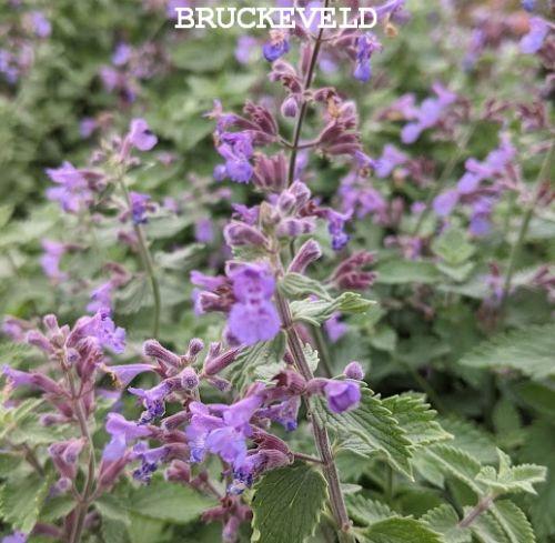 Nepeta 'Dropmore'