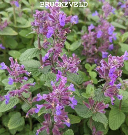 Nepeta racemosa 'Grog'