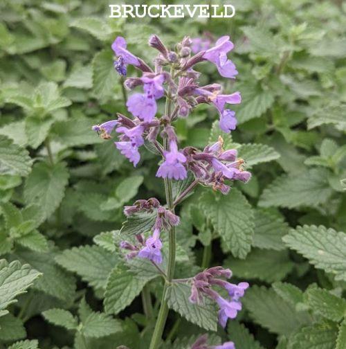 Nepeta faassenii  'Junior Walker' ®