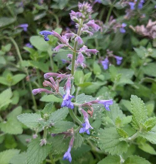 Nepeta 'Kit Cat'