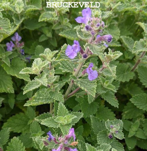 Nepeta 'Kit Cat'