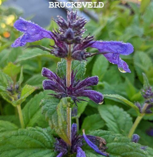 Nepeta kub. 'Neptune' (='Bokratune'PBR)