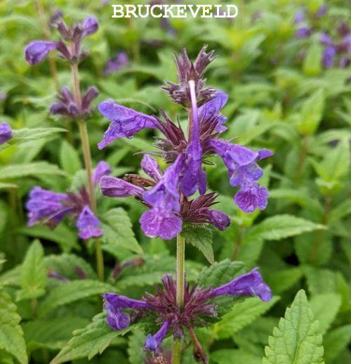 Nepeta kub. 'Neptune' (='Bokratune'PBR)