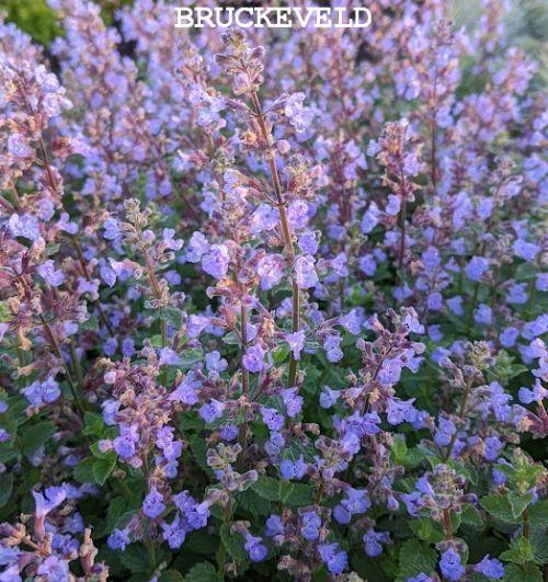 Nepeta faassenii 'Purrsian Blue' PBR