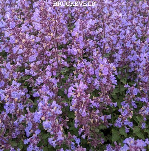 Nepeta faassenii 'Purrsian Blue' PBR