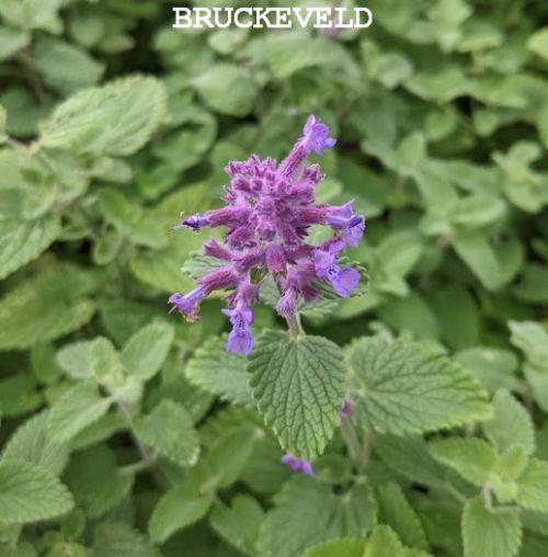 Nepeta racemosa 'Felix'