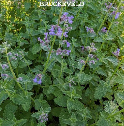 Nepeta 'Six Hills Giant'