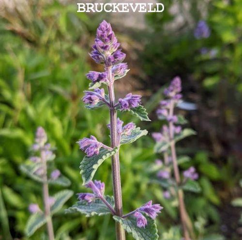 Nepeta 'Walker's Low'